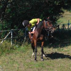 Anden særlig race Blis