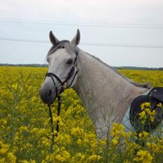 Anden særlig race Lindholms Silvermoon<3