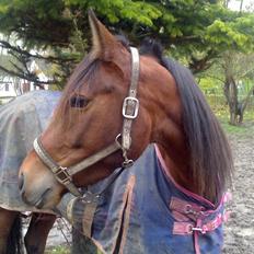 Traver Rhythm of T´Night *Tøsen*