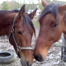 Traver Rhythm of T´Night *Tøsen*