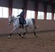 Trakehner Hilfiger