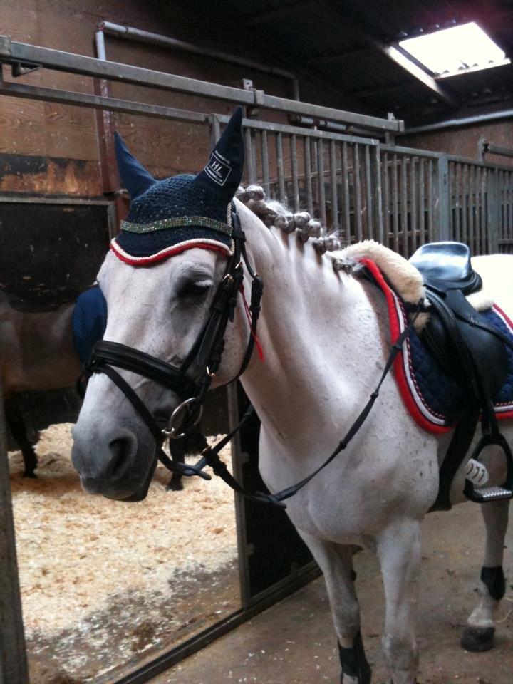 Connemara Miss-Tee *A-pony* - Haha aww, søde trætte pony, til stævne i Jylland ;-) billede 14