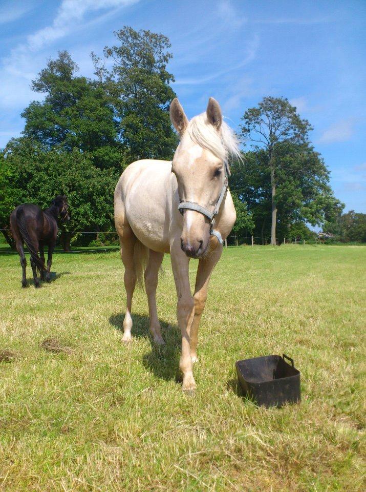 Palomino Rahbæks Noble Cortino R.I.P - august 12. Hygger mig på sommergræs med min sort buddy :) billede 5