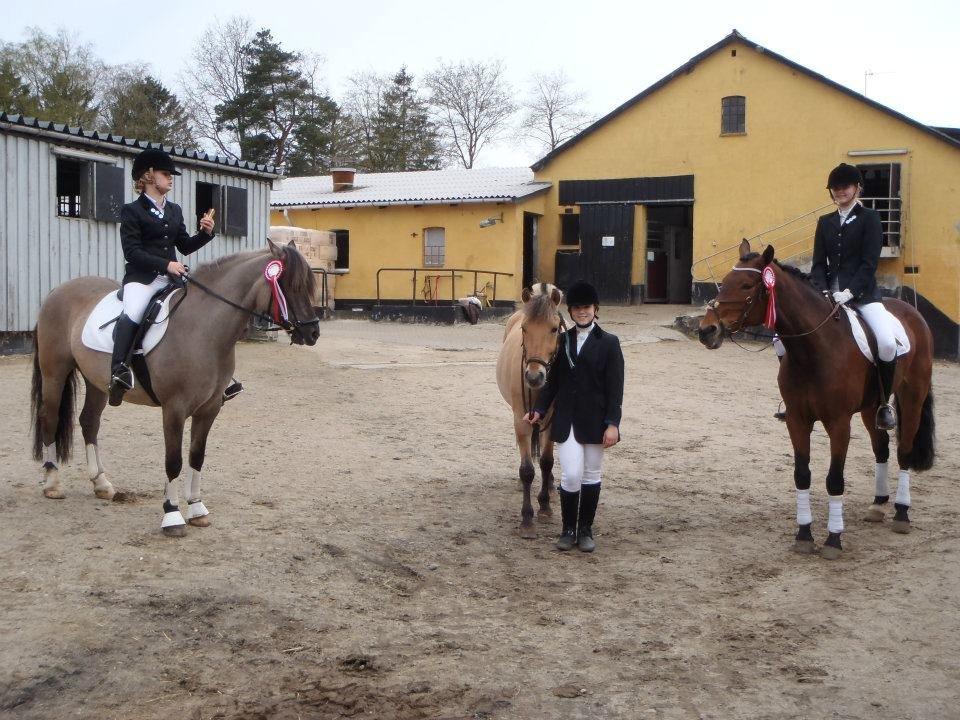 Anden særlig race S.I.R's Bertha billede 15