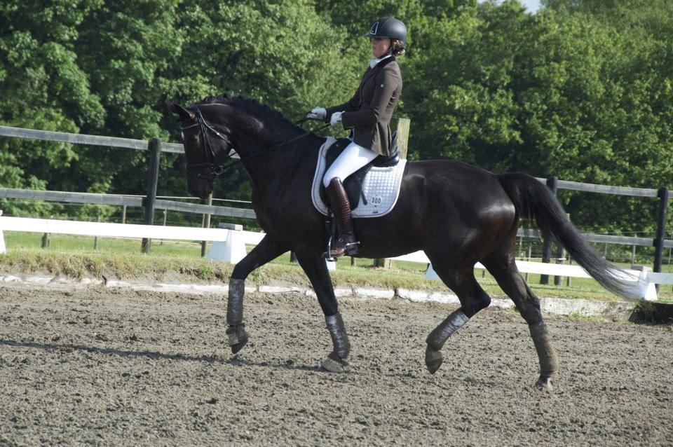 Dansk Varmblod Nørgaards Miss Ginatug billede 15