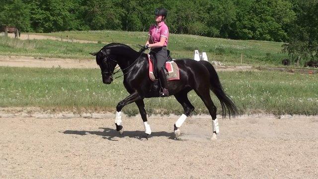 Dansk Varmblod Nørgaards Miss Ginatug billede 19