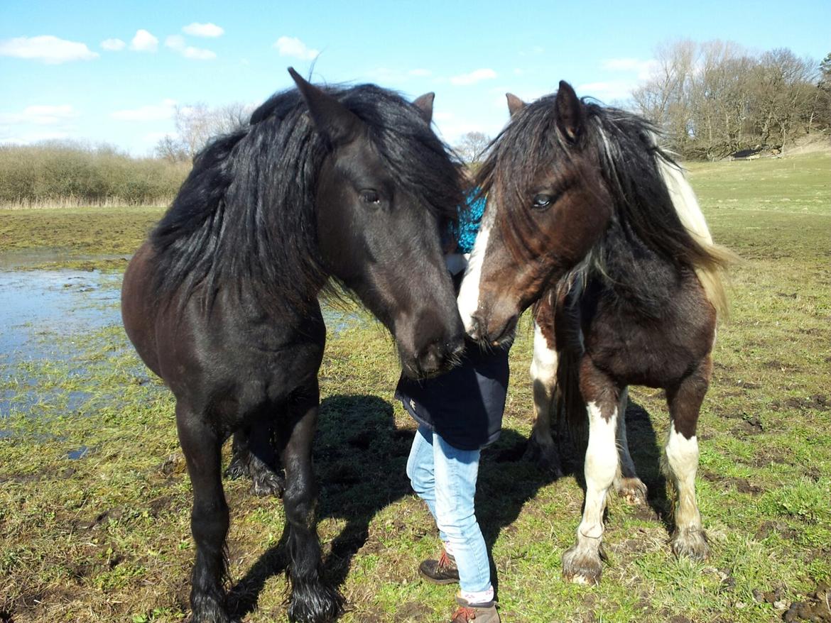 Irish Cob Fighter - Fighter og Madonna har "mast" sig ind på min datter billede 8