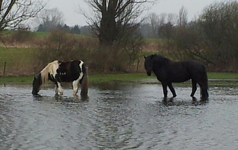 Irish Cob Fighter - Fighter græsser i søen... En rigtig søhest billede 9