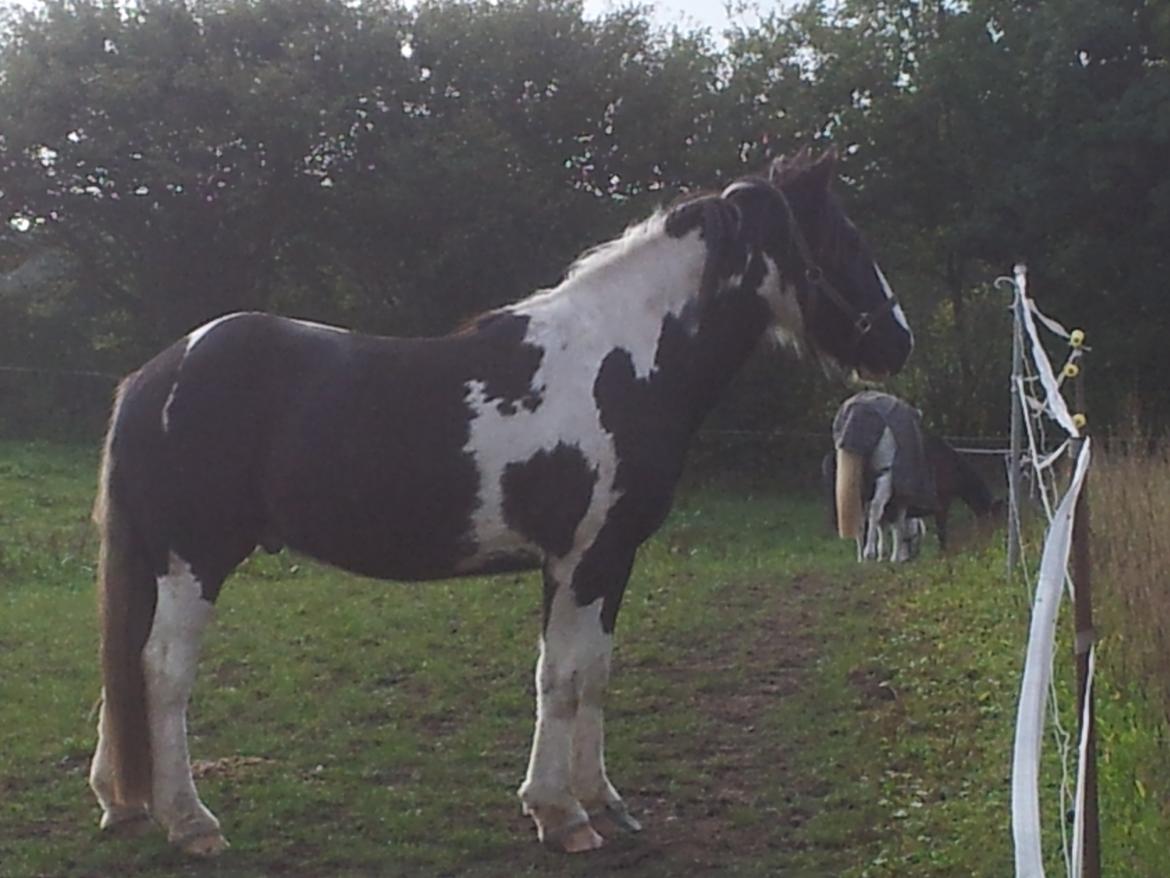 Irish Cob Fighter billede 10