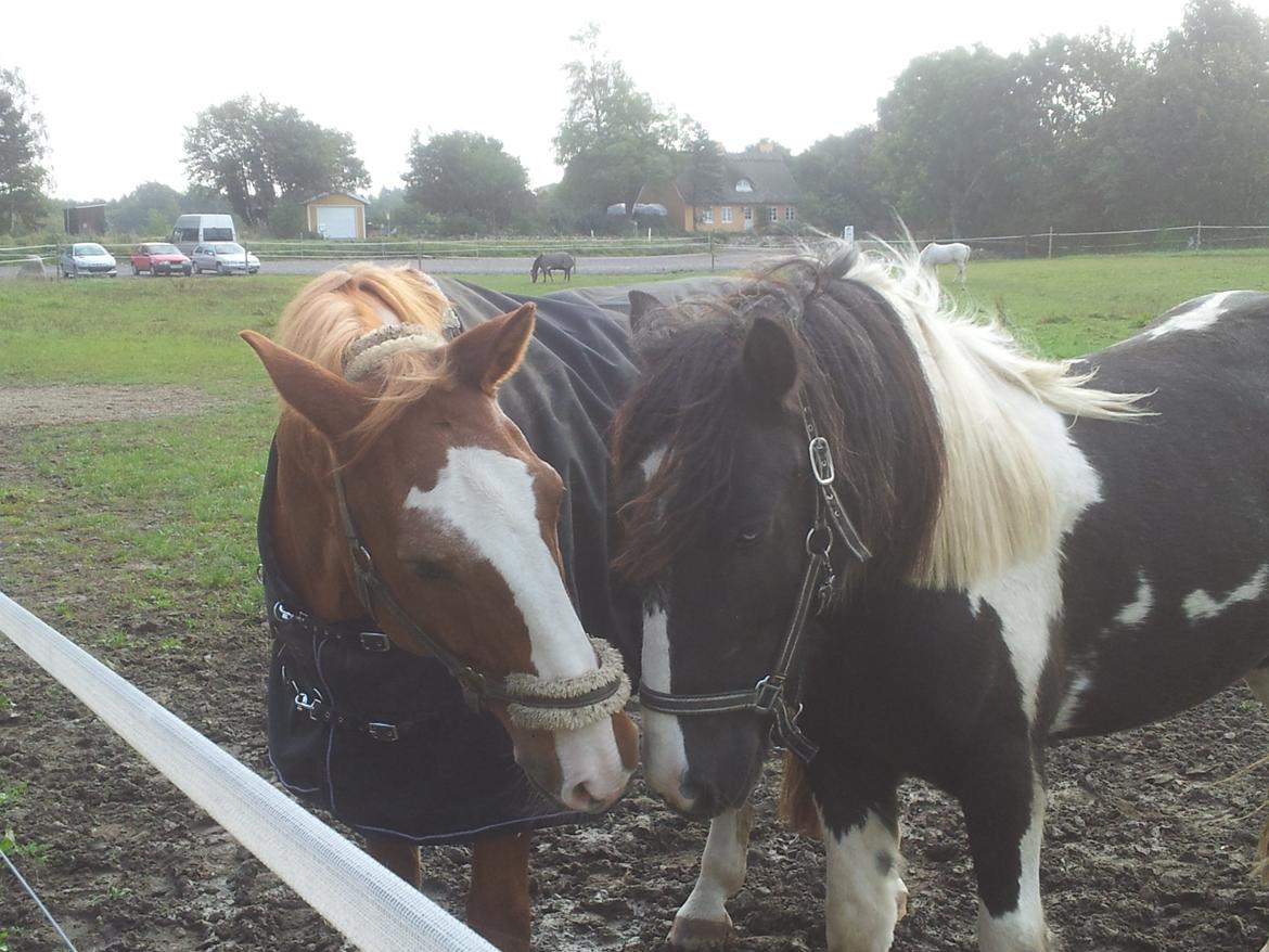 Irish Cob Fighter - Rebus han vist lugte at Fighter har fået en godbid billede 11