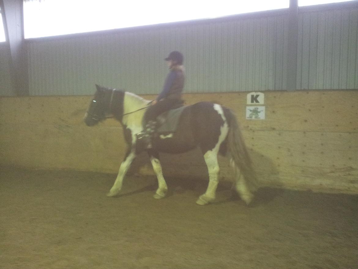 Irish Cob Fighter - Cecilie skridter på Fighter i ridehuset billede 12