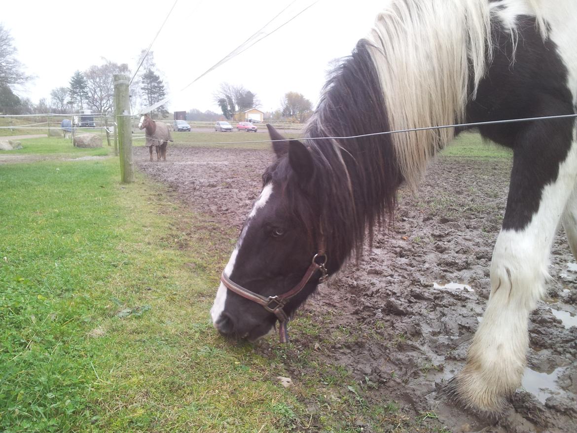 Irish Cob Fighter billede 15