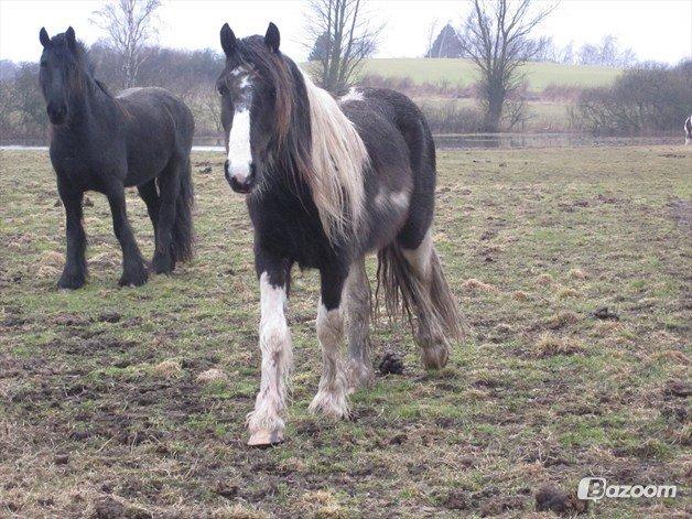 Irish Cob Fighter billede 16