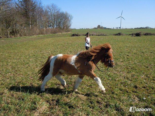 Anden særlig race Hugo billede 12