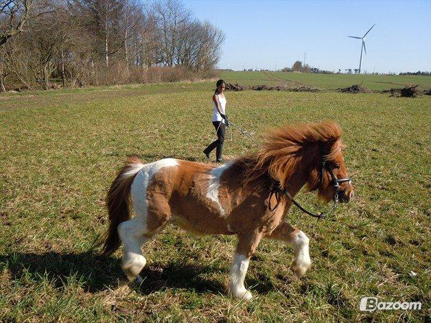 Anden særlig race Hugo billede 13