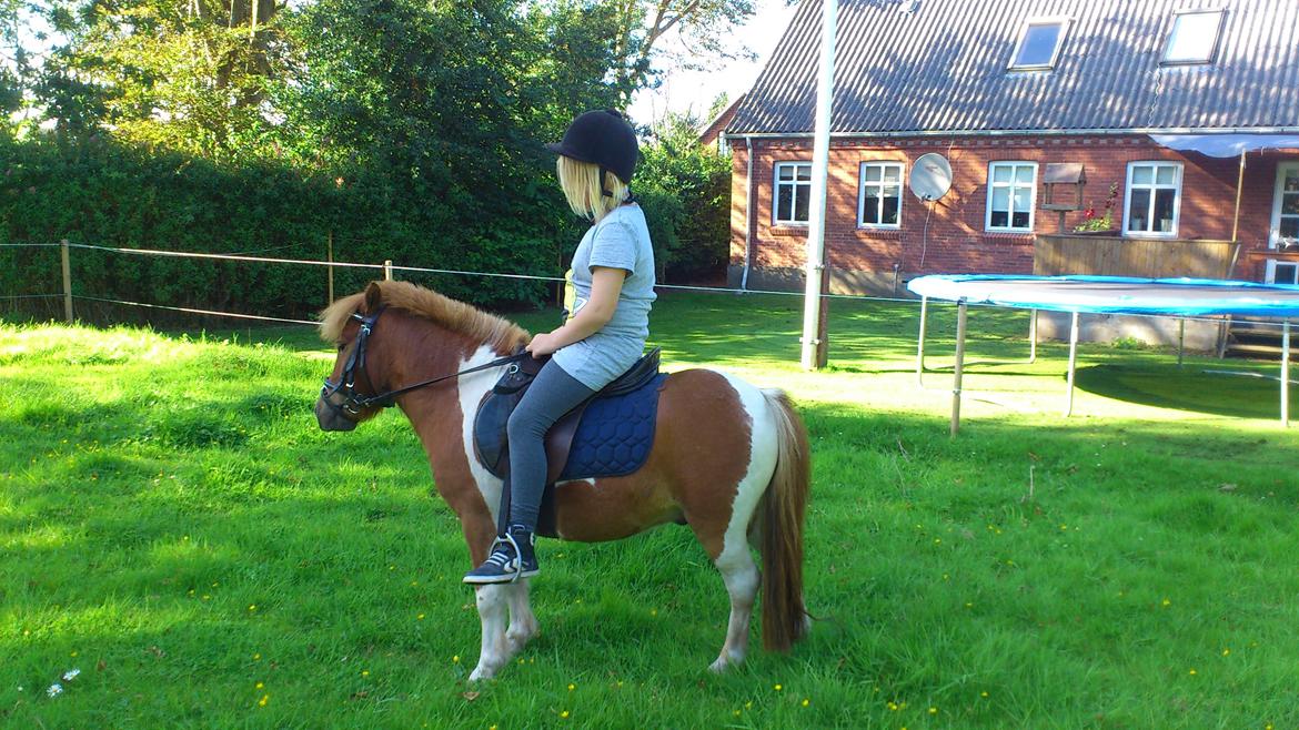 Anden særlig race Hugo - Hugos nye rytter :-)  billede 14