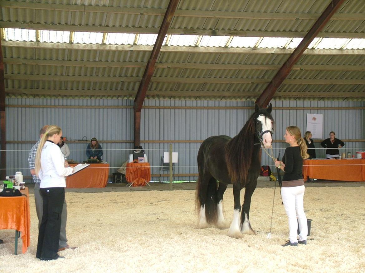 Irish Cob White Horse Purple Rain - Opstilling foran dommerne  -St. hestedag 2012 billede 13