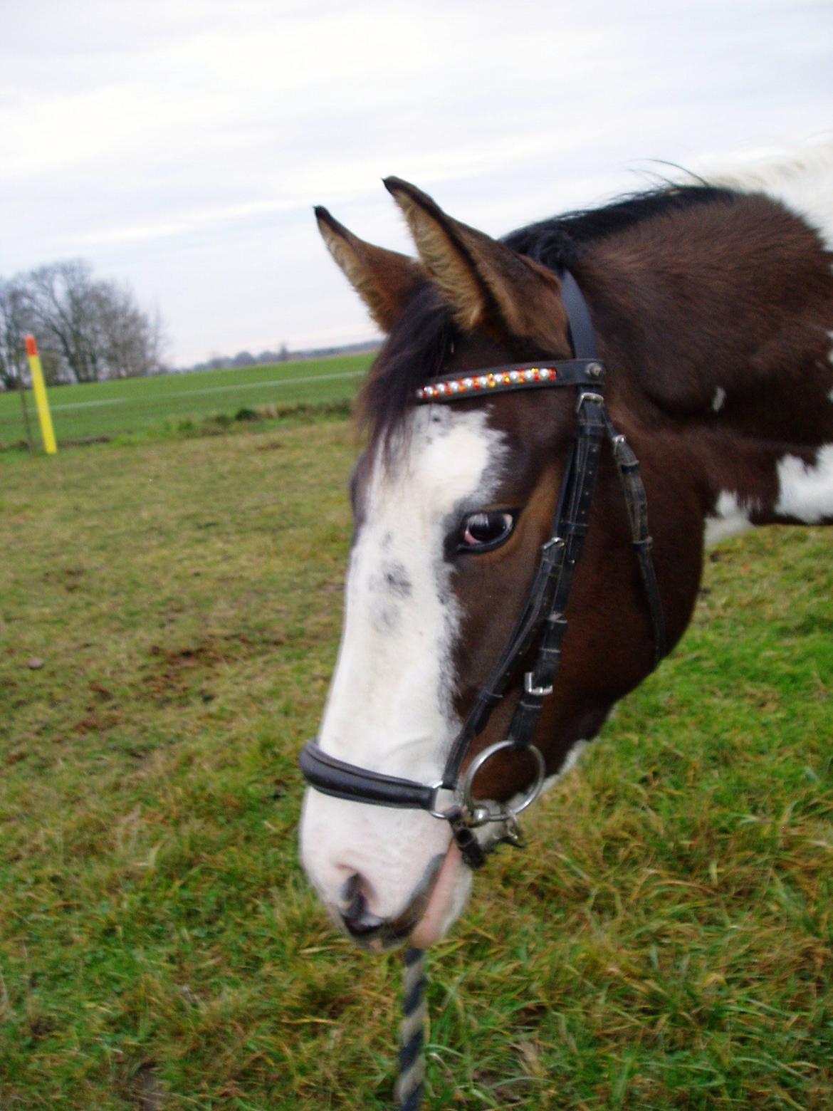 Pinto A.B. MARLEE (maluna) - smukke  billede 10