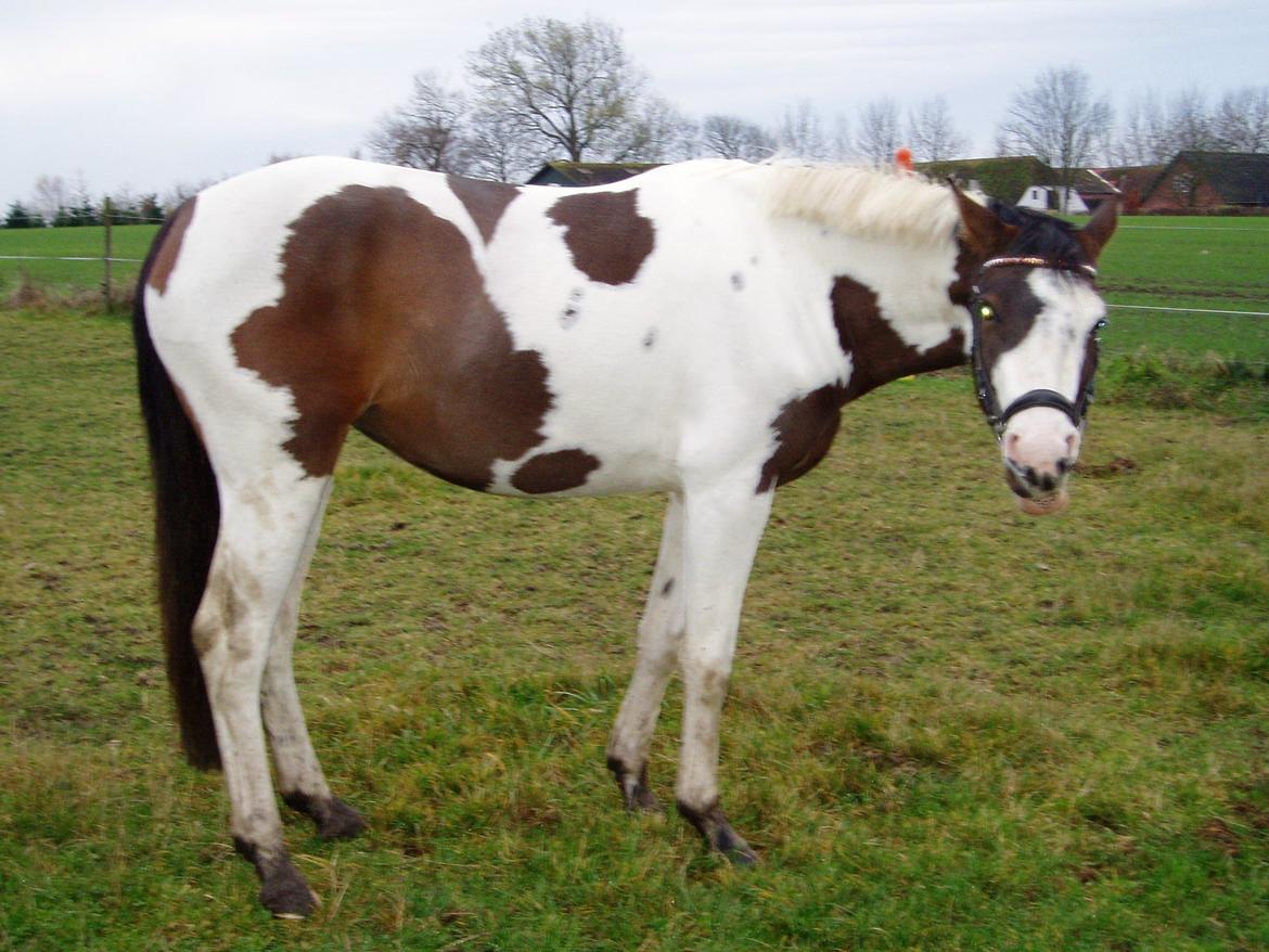 Pinto A.B. MARLEE (maluna) - så er der begyndt at komme lidt mere fylde på hende. billede 11