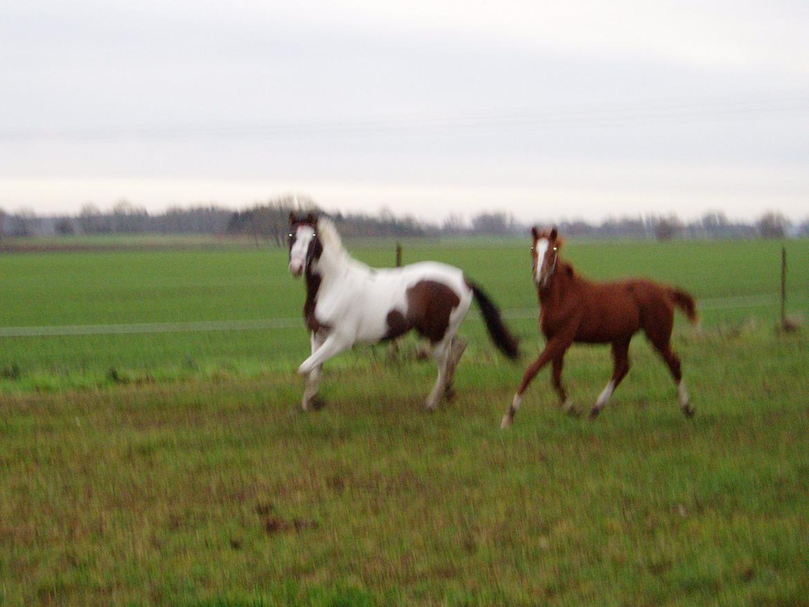 Pinto A.B. MARLEE (maluna) billede 13