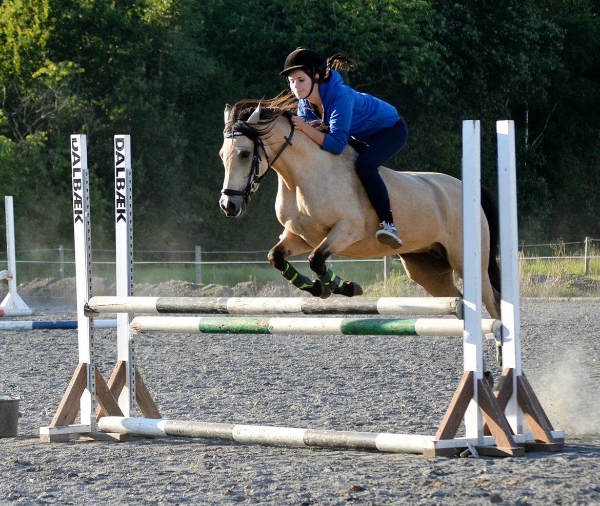Anden særlig race Shanon B-pony - Shan <3 billede 18