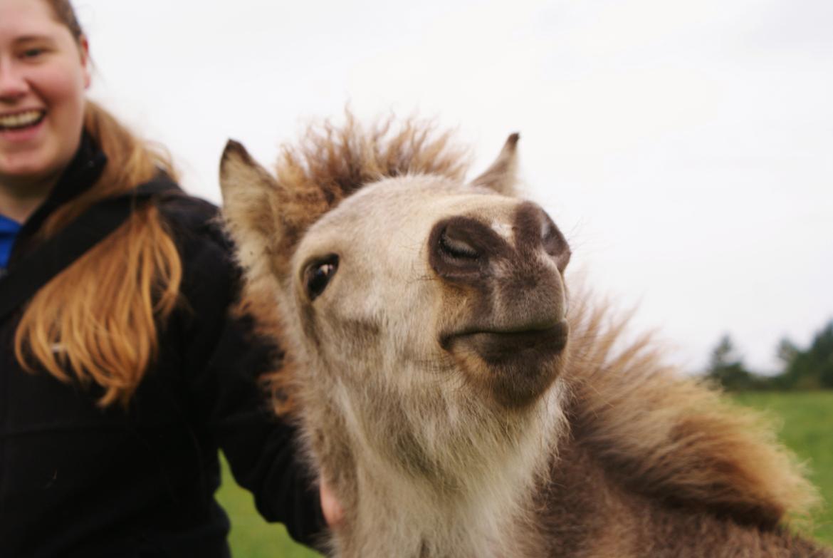 Islænder Gimli fra Lysenge - Godt at blive kløet okt. 2012 billede 2