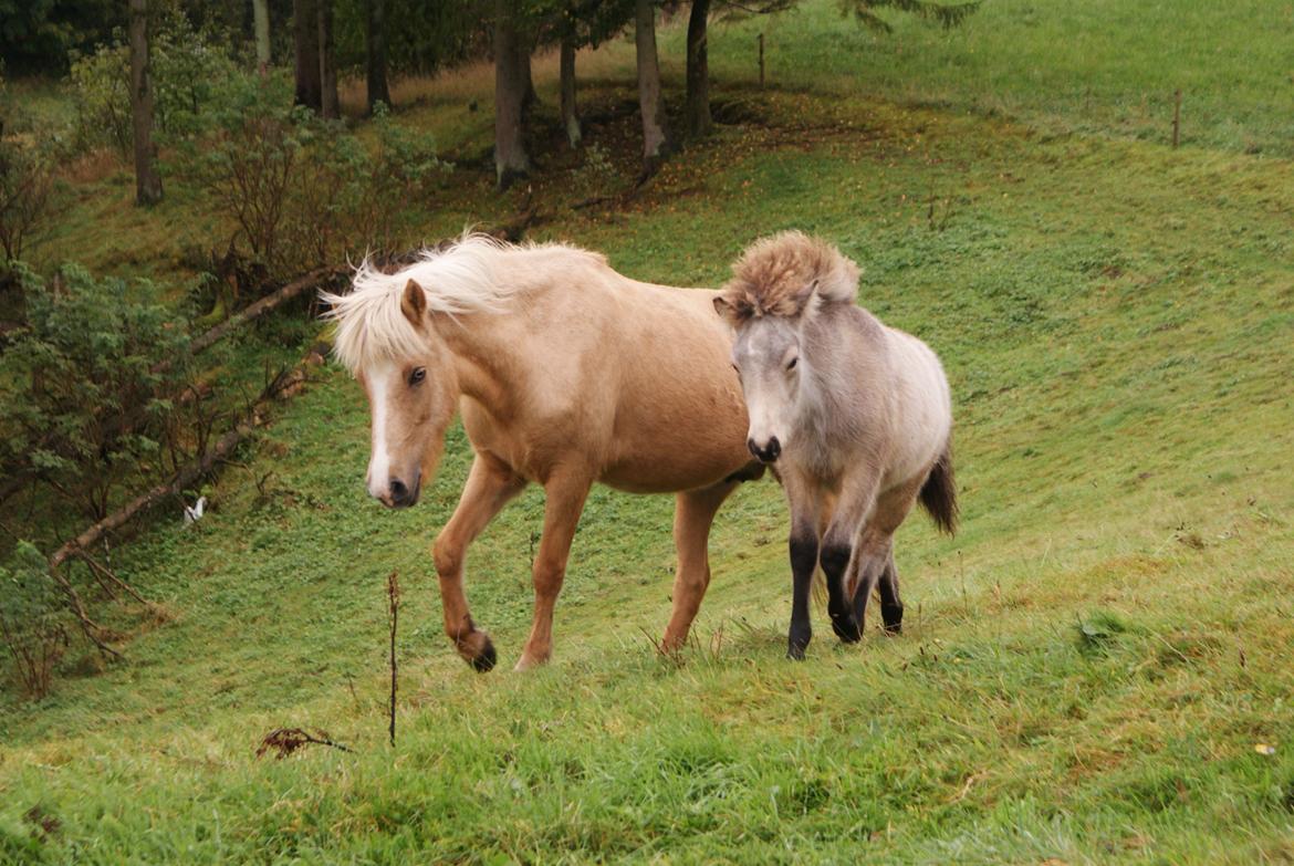 Islænder Gimli fra Lysenge billede 11