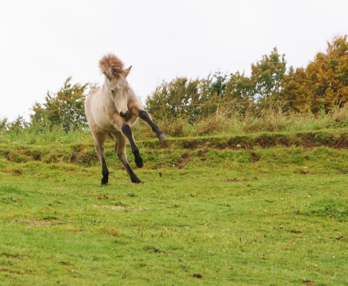 Islænder Gimli fra Lysenge billede 12