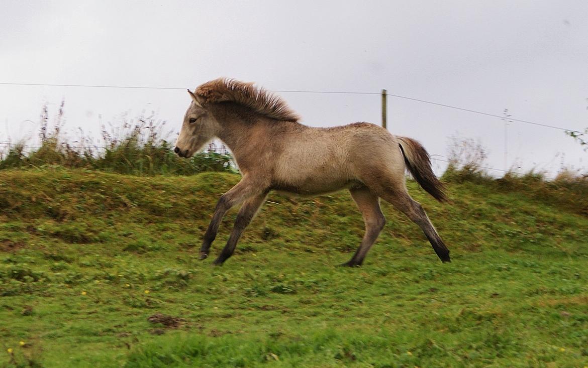 Islænder Gimli fra Lysenge billede 13
