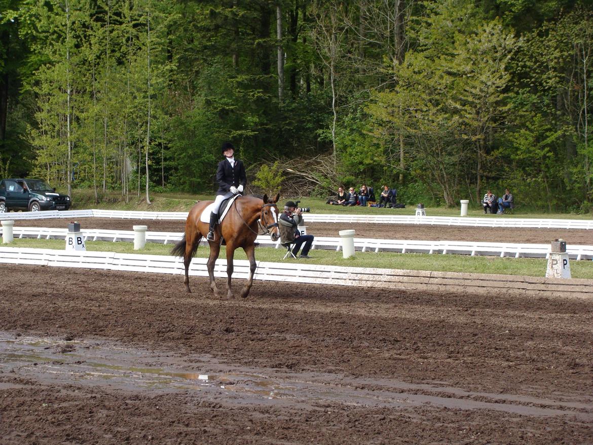 Dansk Varmblod Grusgårds Chanell - Skønt at ride på en våd bane ;) Det er alle ryttere jo glade for, især med hvide ridebukser billede 13