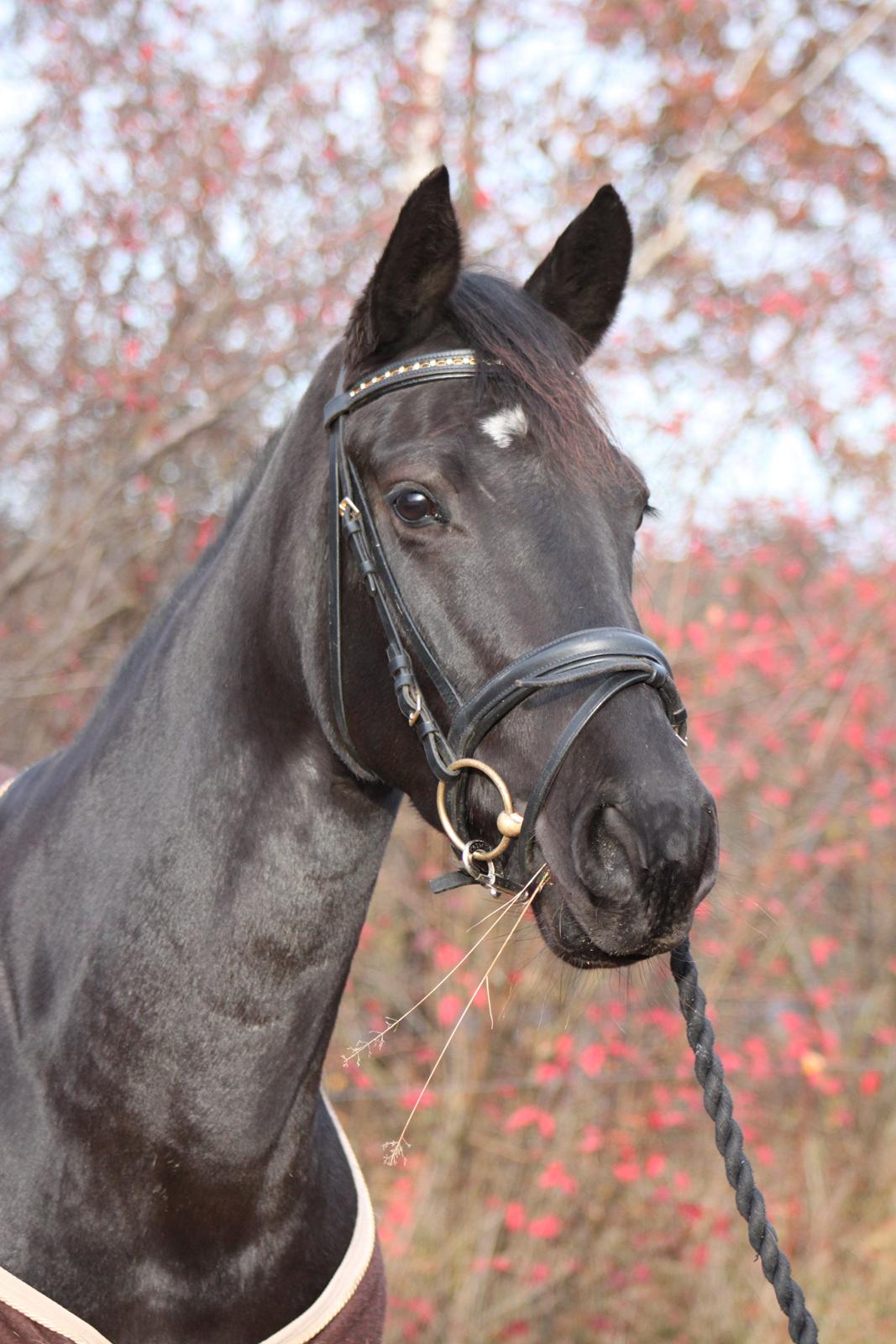 DSP Lille Asserholt Infinity - 18-11-2012 billede 1