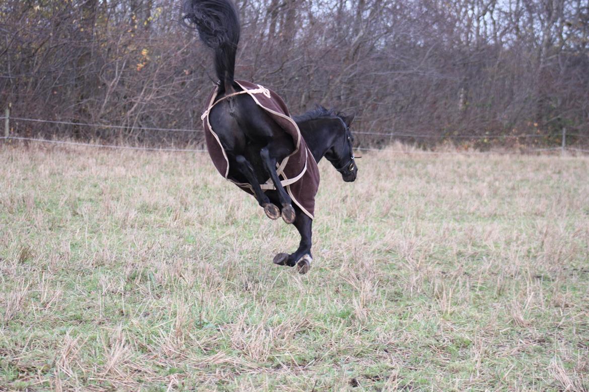 DSP Lille Asserholt Infinity - 18-11-2012 billede 5