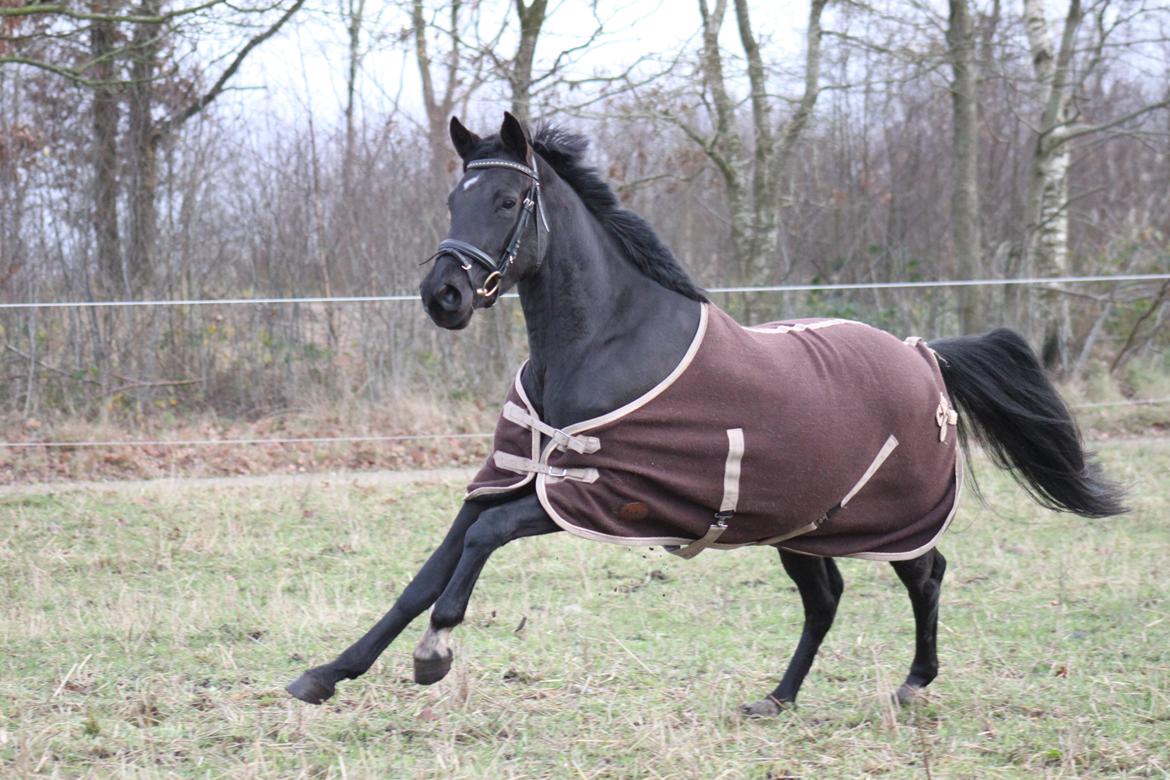 DSP Lille Asserholt Infinity - 18-11-2012 billede 6