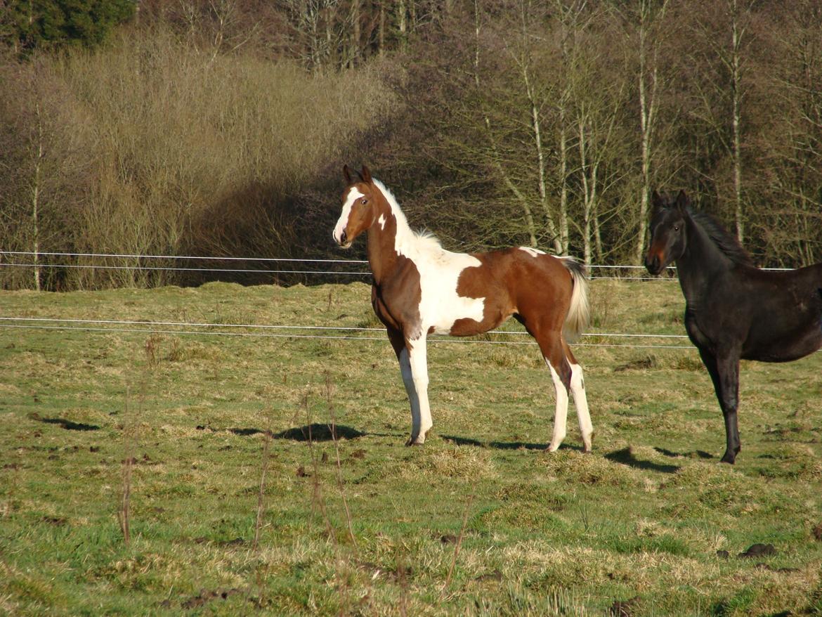 Pinto Heart A´Kila billede 1