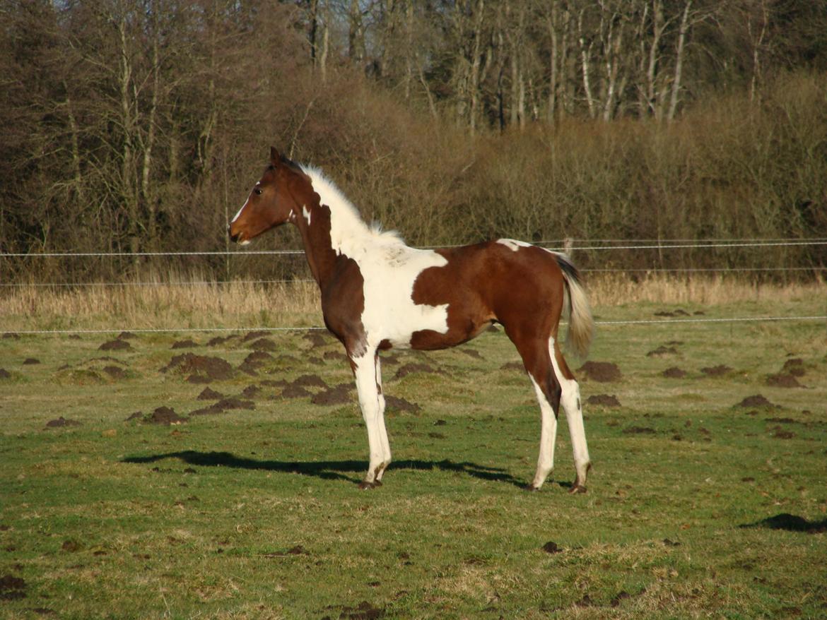 Pinto Heart A´Kila billede 2