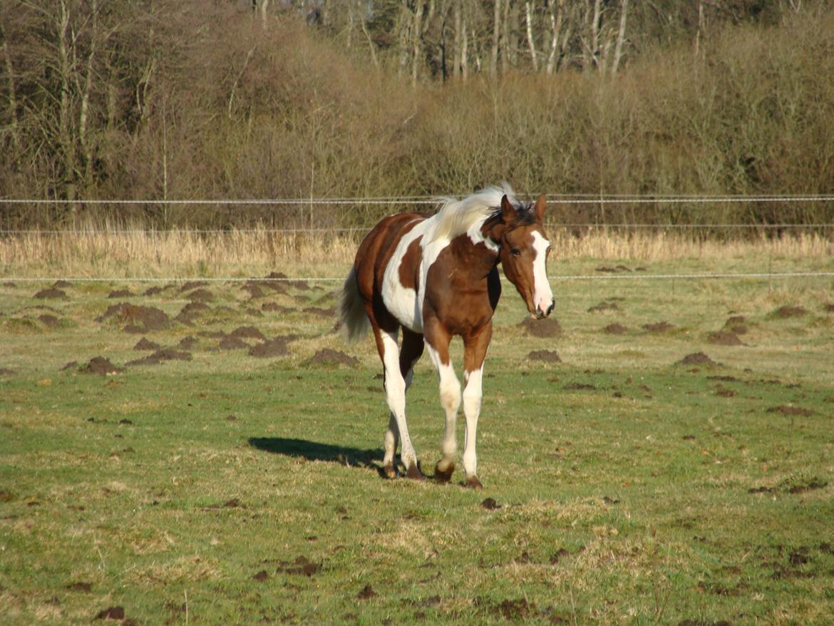 Pinto Heart A´Kila billede 3