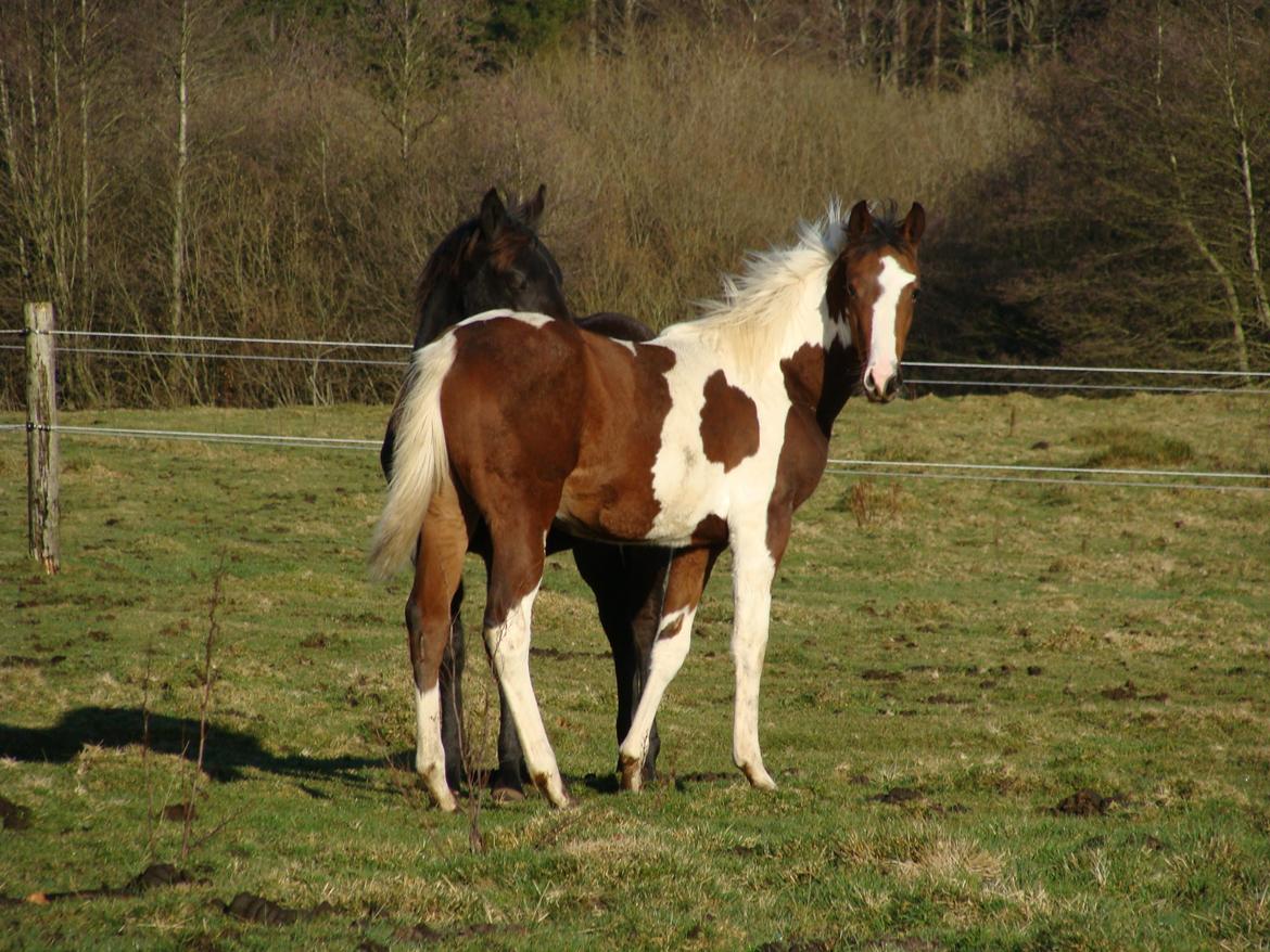 Pinto Heart A´Kila billede 4