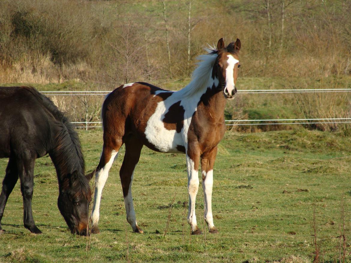 Pinto Heart A´Kila billede 5