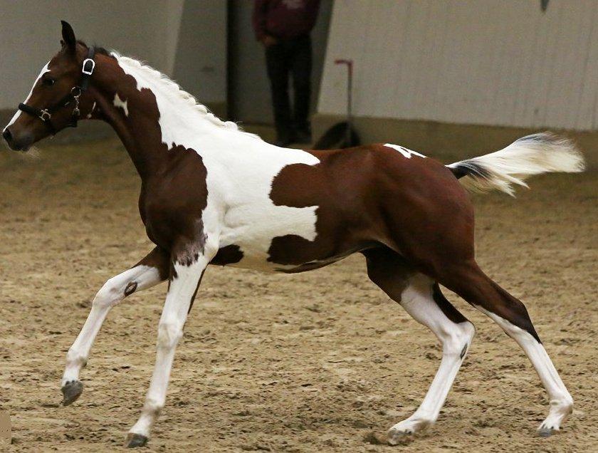 Pinto Heart A´Kila billede 6