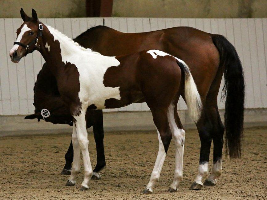 Pinto Heart A´Kila billede 7