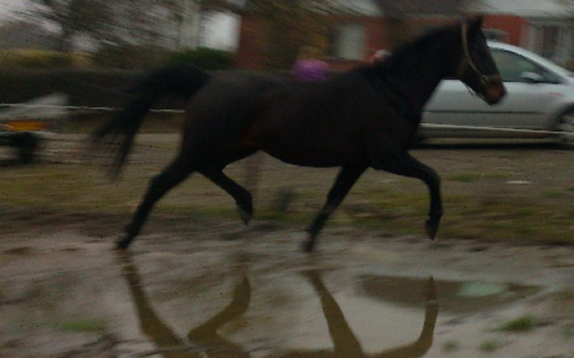 Dansk Varmblod Duet - Smukke pi´en på banen dagen efter jeg købte hende .. elsker hendes trav! billede 6