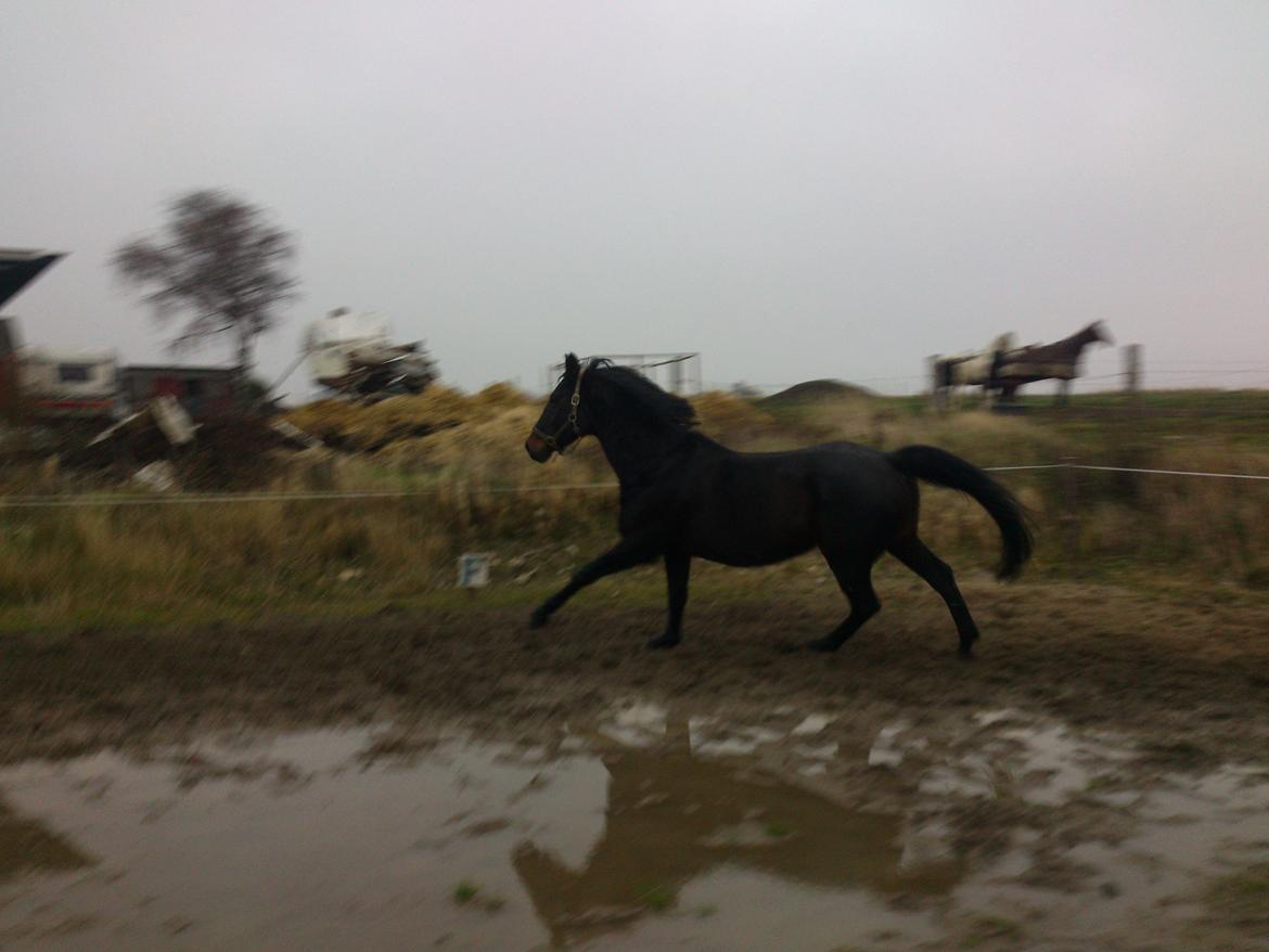 Dansk Varmblod Duet billede 8