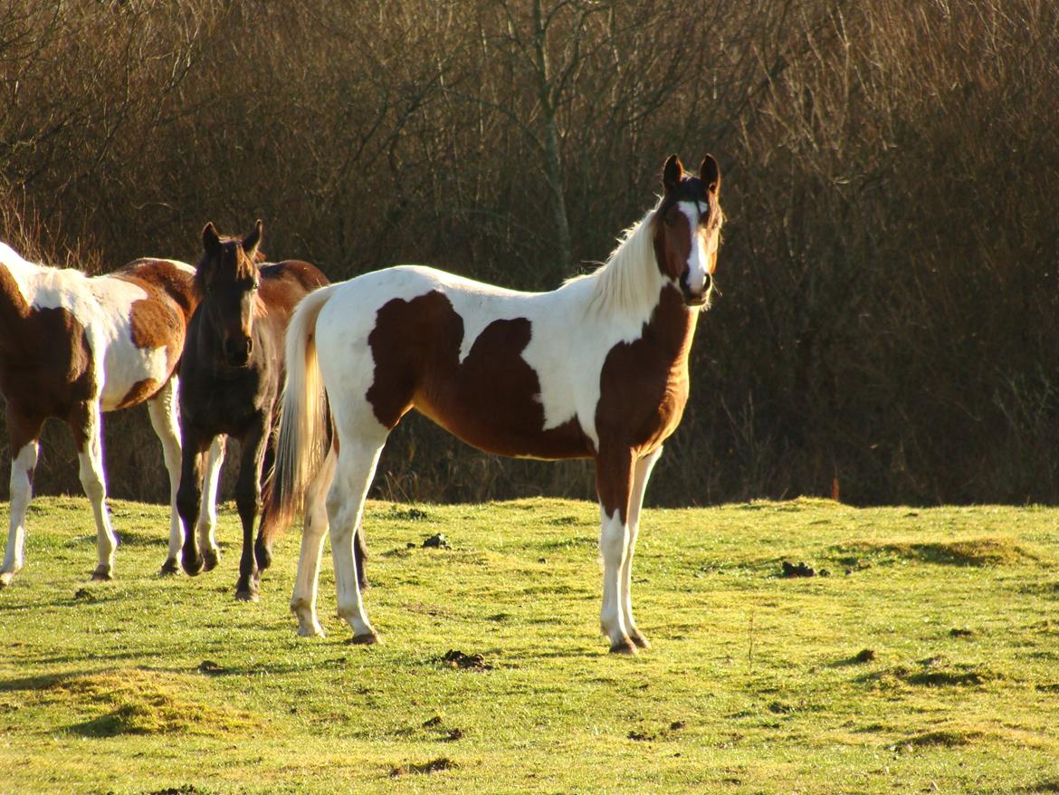 Pinto Gaasdal´s Jasmin billede 25