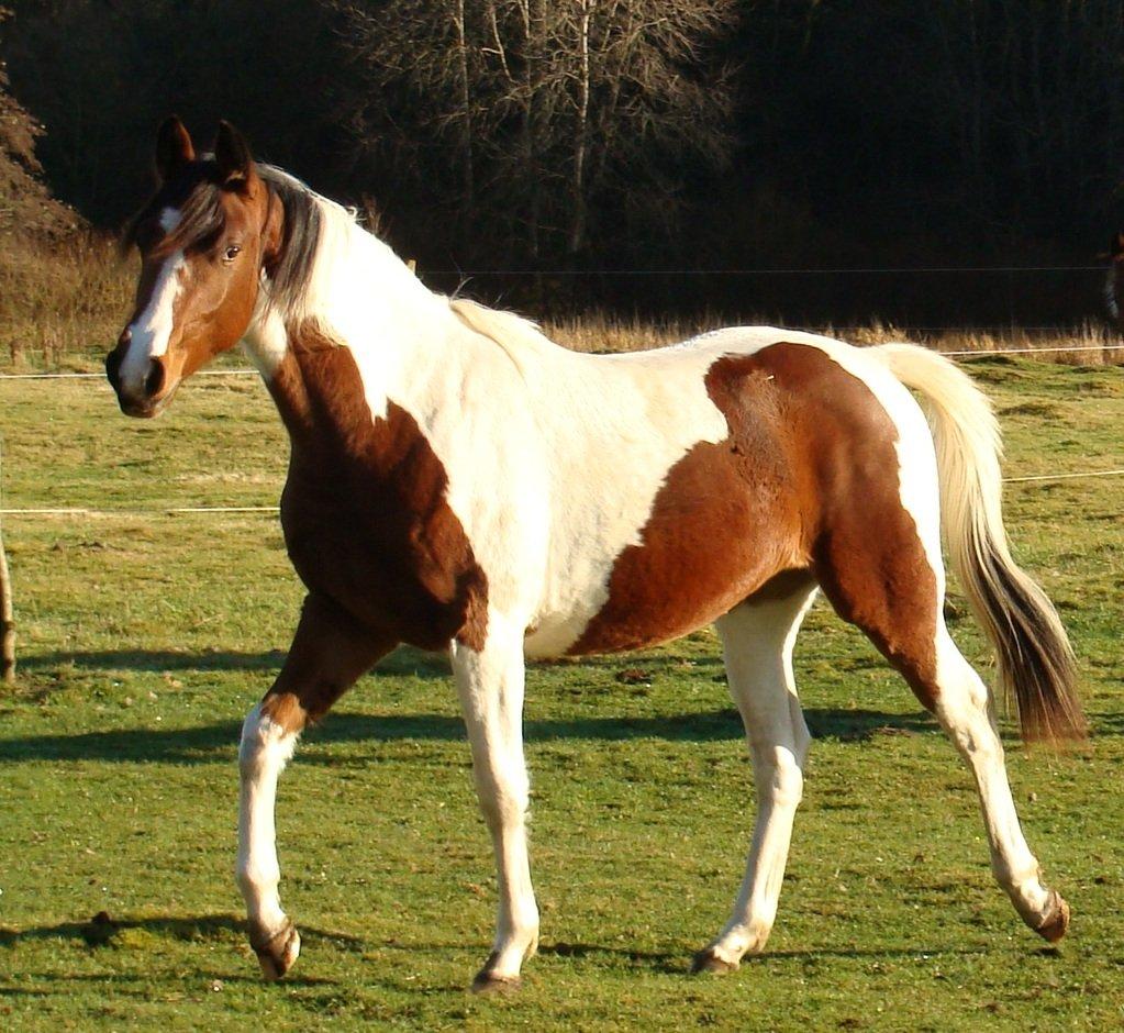 Pinto Gaasdal´s Jasmin billede 26