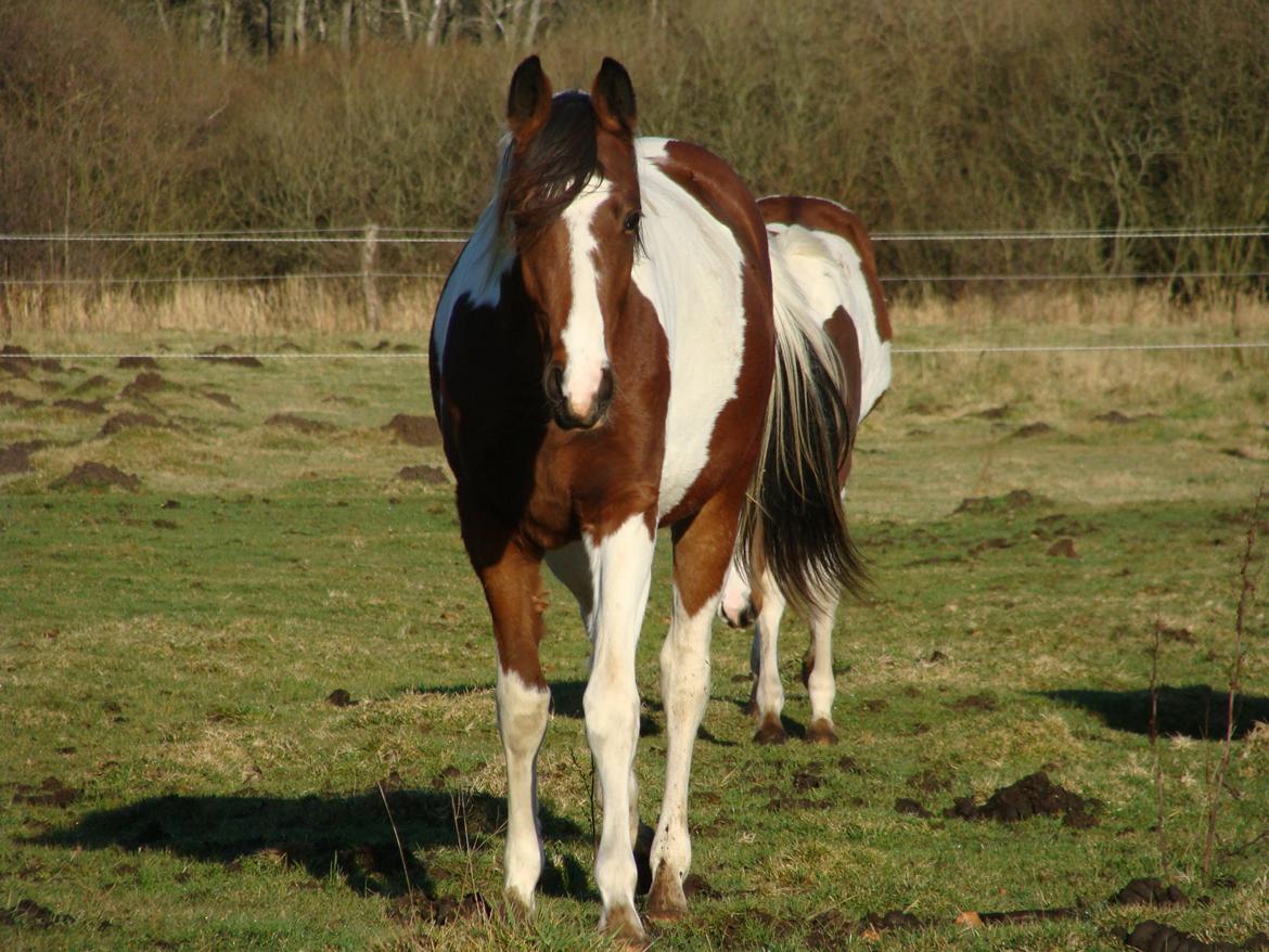 Pinto Gaasdal´s Jasmin billede 27