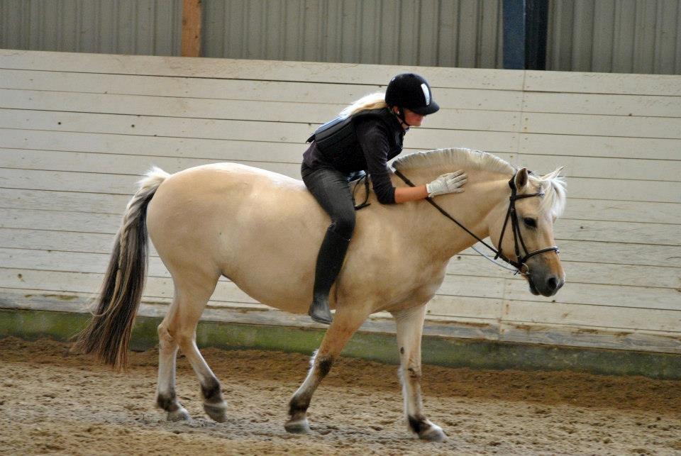 Fjordhest Annabell billede 2