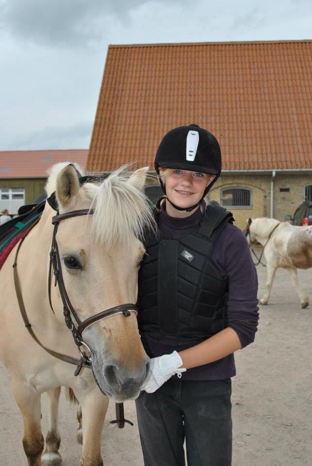 Fjordhest Annabell billede 3