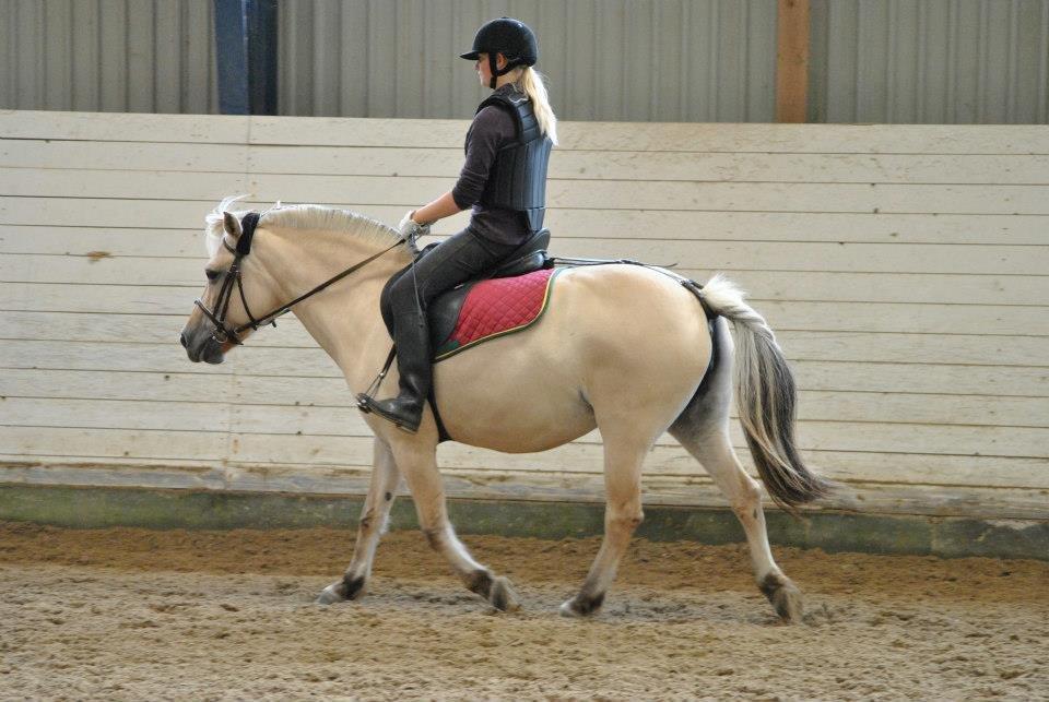 Fjordhest Annabell billede 5