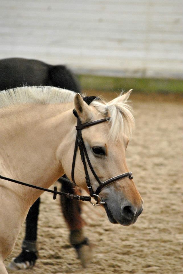 Fjordhest Annabell billede 6