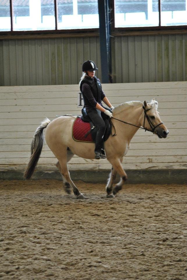 Fjordhest Annabell billede 7